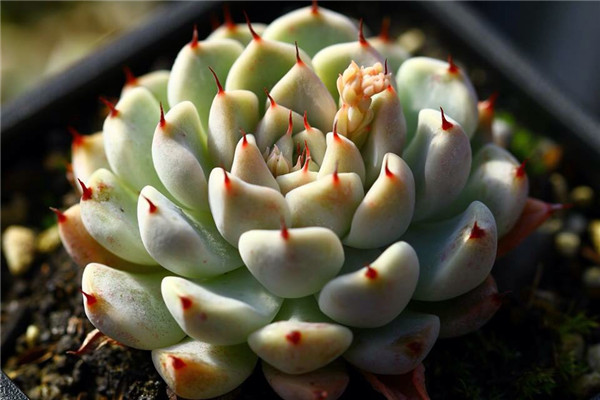 岩爪之精 Echeveria Stone Elf