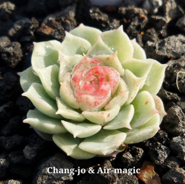 朱砂痣 Echeveria Red hole