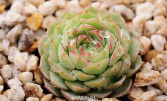 月影系的朱砂痣