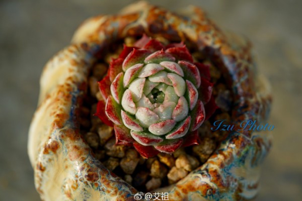 朱砂痣 Echeveria Red hole