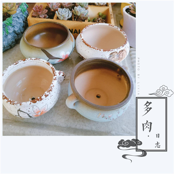 给生活以色彩的多肉