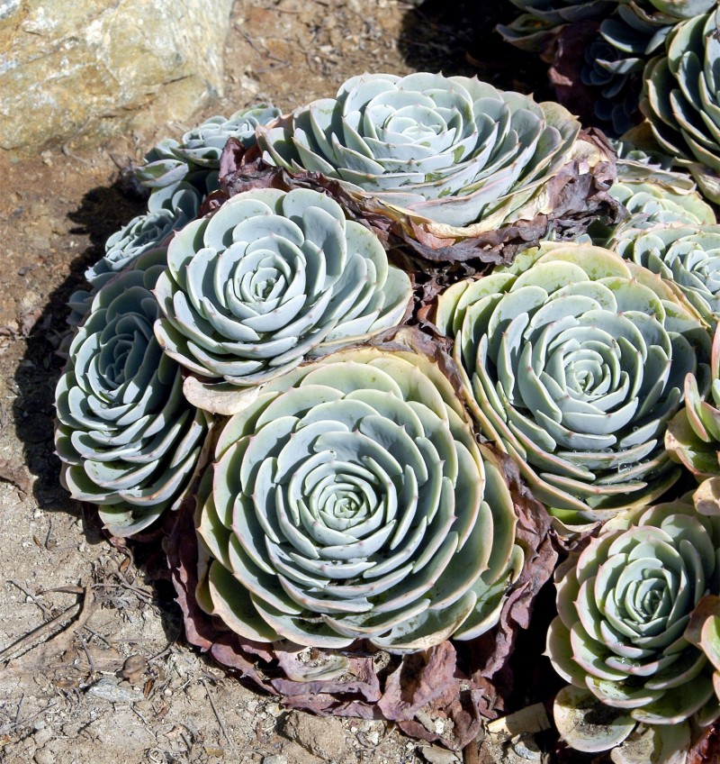 蓝玫瑰 Echeveria 'Blue Rose'