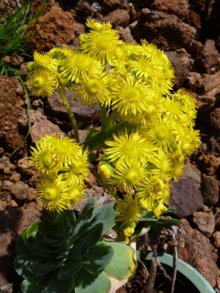 Greenovia aurea ex El Hierro 耶罗粉山地玫瑰