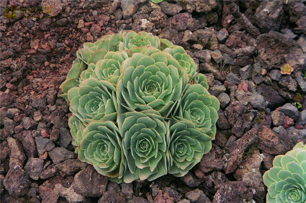 Greenovia aurea ex El Hierro 耶罗粉山地玫瑰