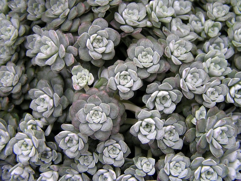 Silver Roses