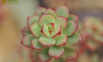 探戈 Echeveria ‘Tango’