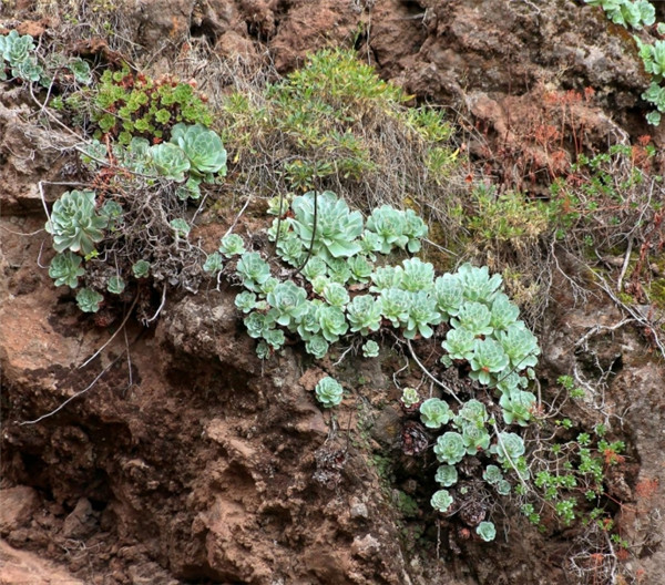 Greenovia aurea ex Tenerife 特内里费山地玫瑰