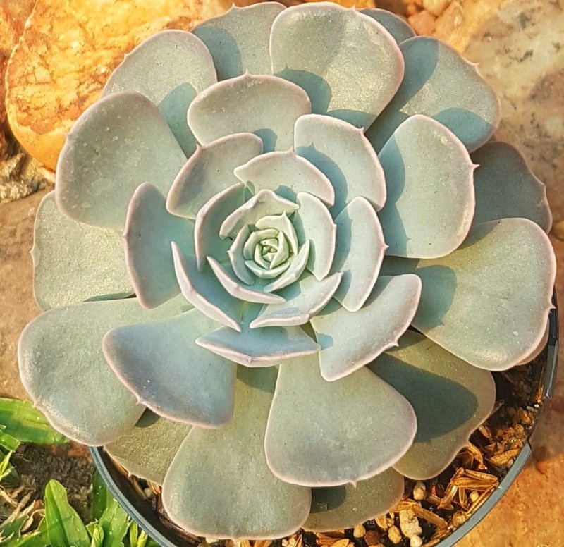 Texas Rose