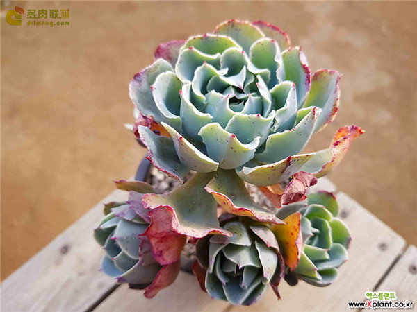 凡妮莎 Echeveria 'Vanessa'