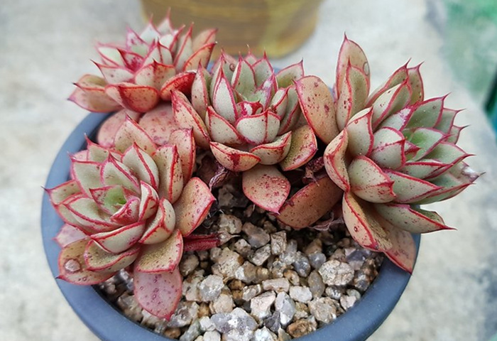 阿吉塔玫瑰