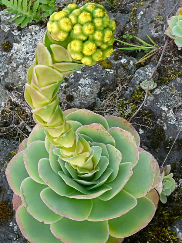 黄金山地玫瑰