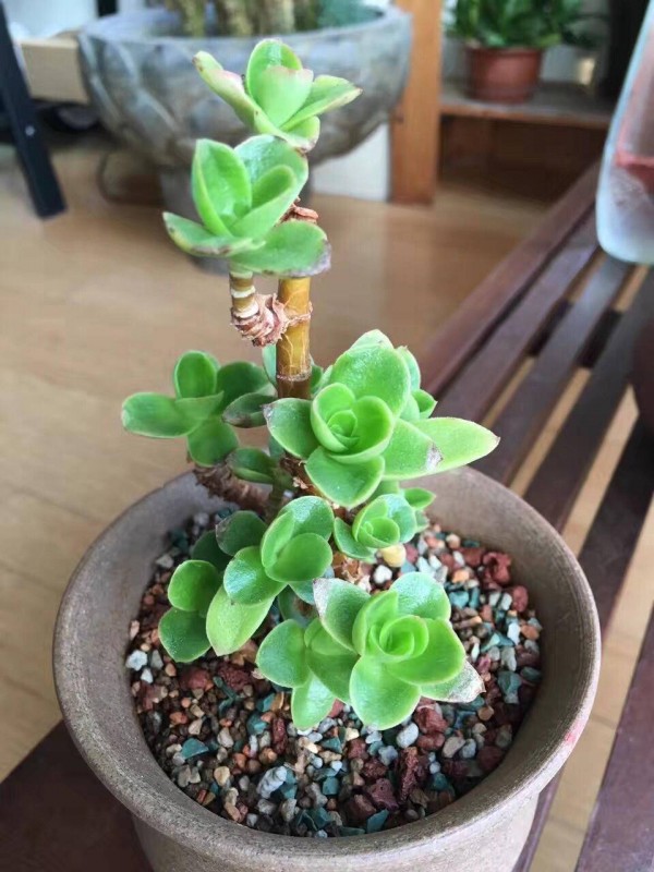 火祭的变化