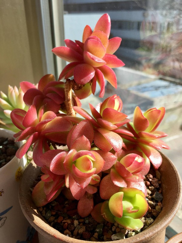 火祭的变化