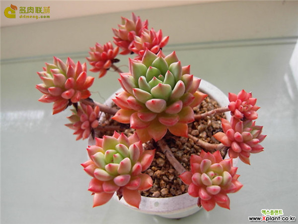 绿翡翠 Echeveria 'Green Emerald'