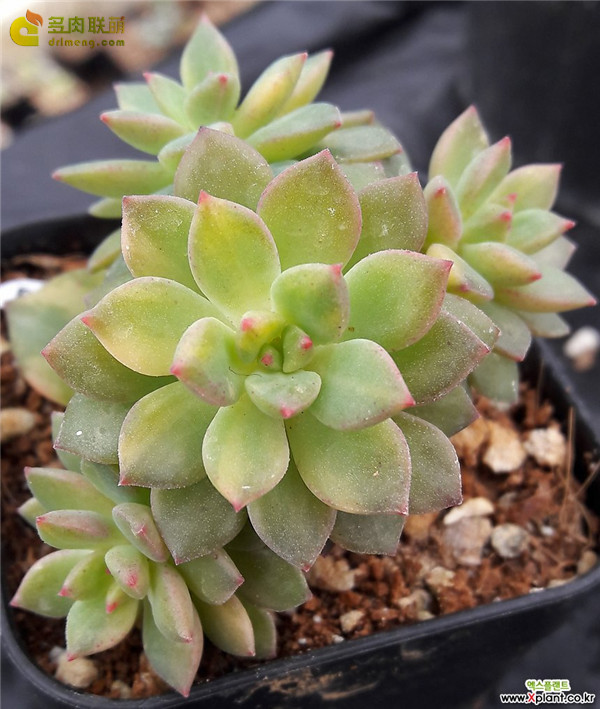 绿翡翠 Echeveria 'Green Emerald'