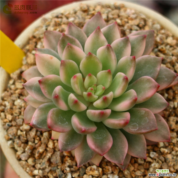 绿翡翠 Echeveria 'Green Emerald'