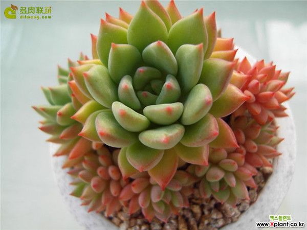 绿翡翠 Echeveria 'Green Emerald'