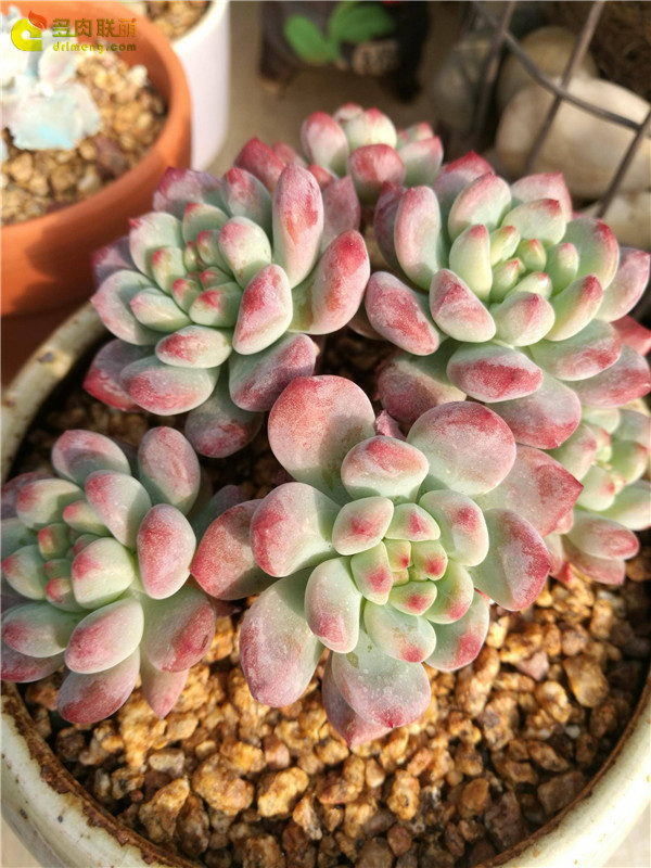 山东寿光多肉植物大棚里的多肉