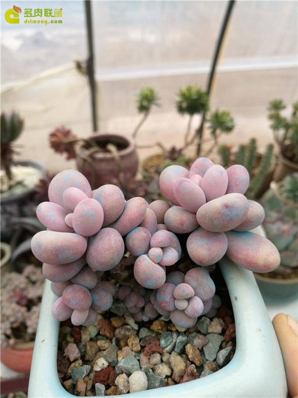 山东寿光多肉植物大棚里的多肉