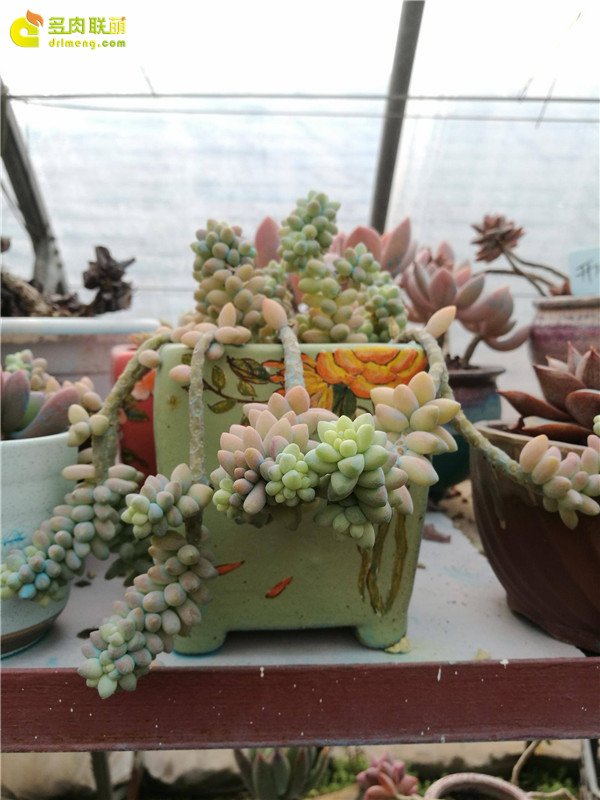 山东寿光多肉植物大棚里的多肉