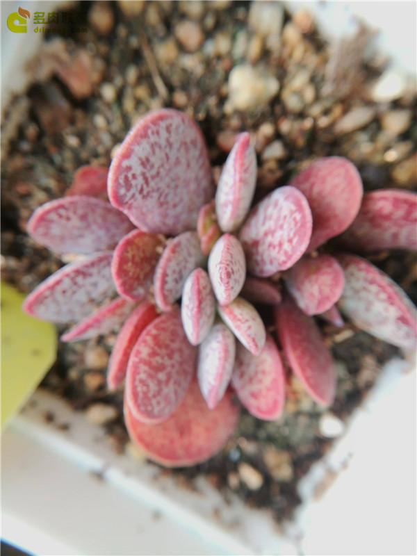 山东寿光多肉植物大棚里的多肉