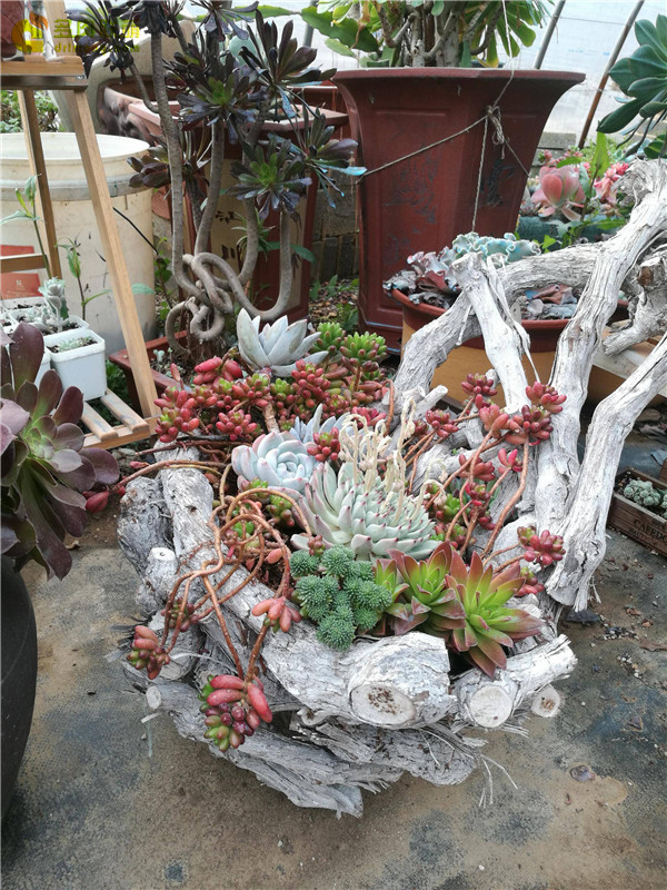 山东寿光多肉植物大棚里的多肉
