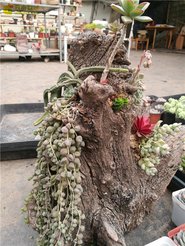 山东寿光多肉植物大棚里的多肉