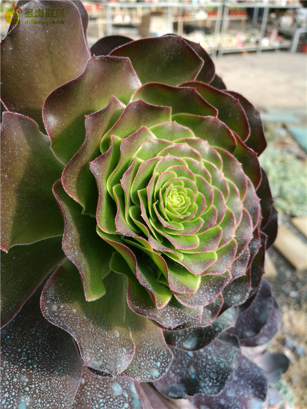 山东寿光多肉植物大棚里的多肉