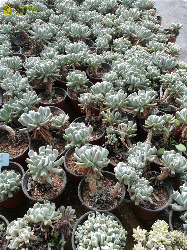 山东寿光多肉植物大棚里的多肉