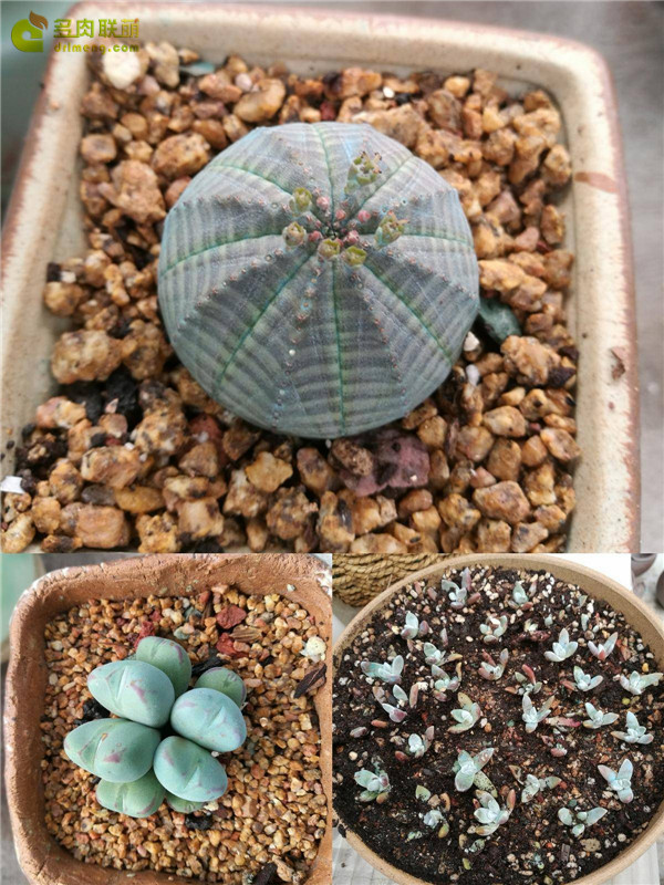 山东寿光多肉植物大棚里的多肉