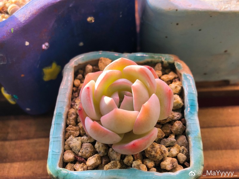 丝绒玫瑰