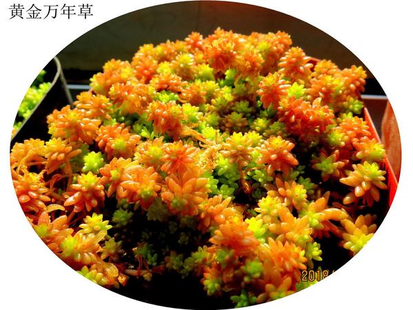 多肉之美，以身相许