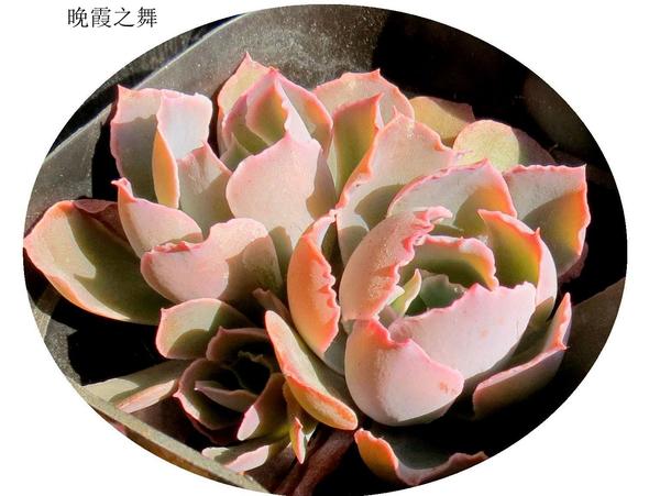 多肉之美，以身相许