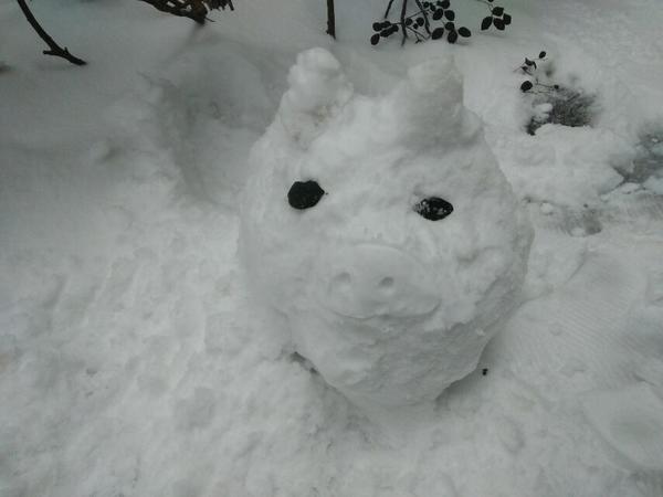 下雪，大降温冻伤的多肉