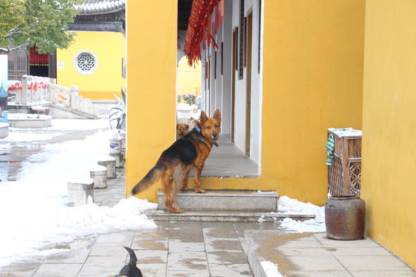 冬天下雪，不敢露养只能放阳台的南方多肉