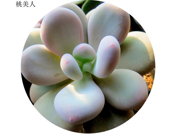 多肉之美，以身相许