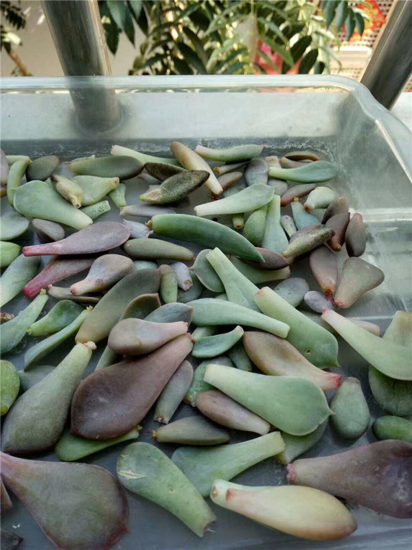 送别人的多肉