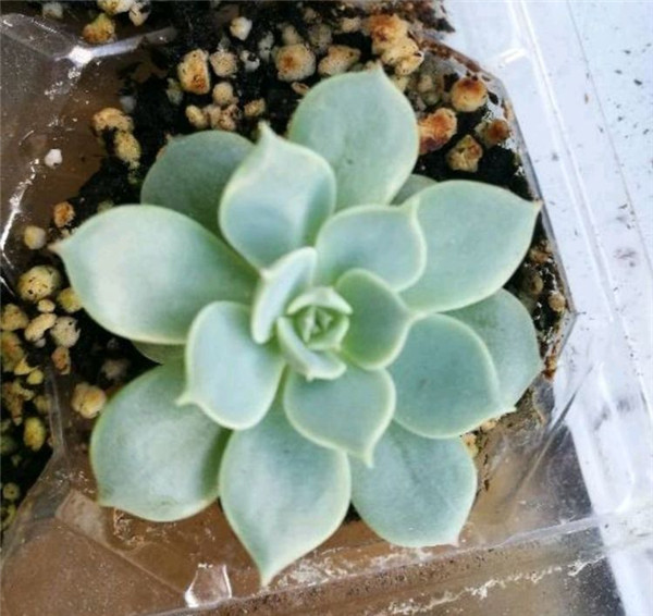 雪域的成长变化