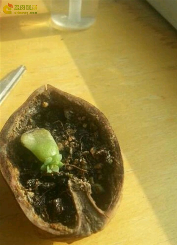 雪域的成长变化