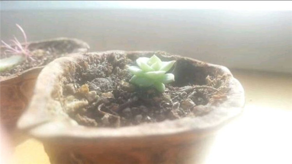 雪域的成长变化