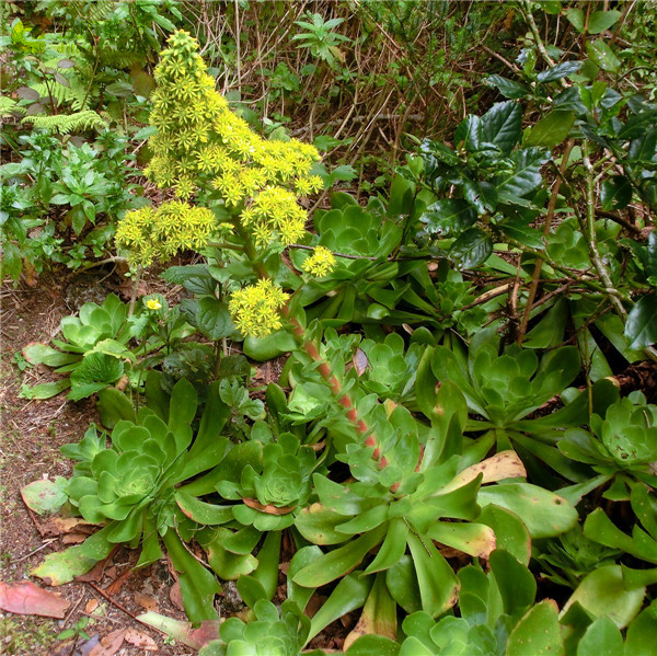 薰染香 Aeonium cuneatum