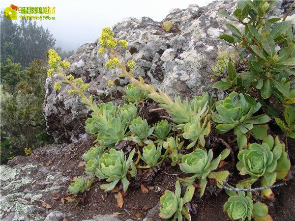 薰染香 Aeonium cuneatum