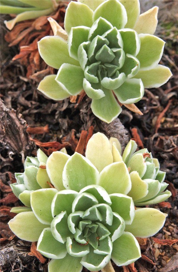 冰绒 Aeonium Ballerina