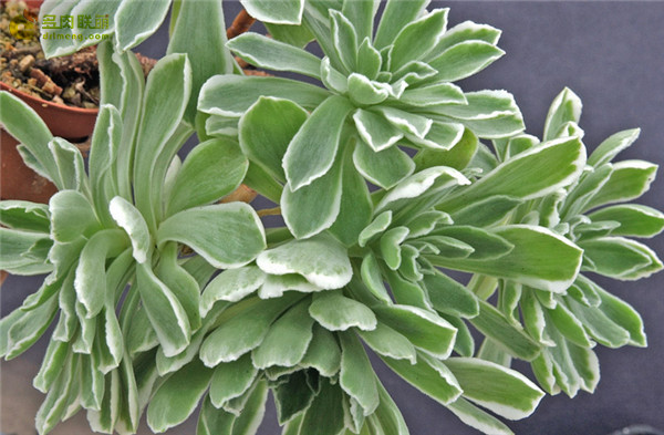 冰绒 Aeonium Ballerina