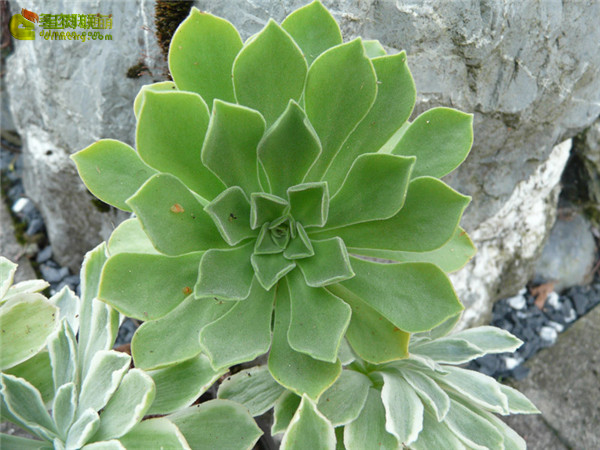 冰绒 Aeonium Ballerina