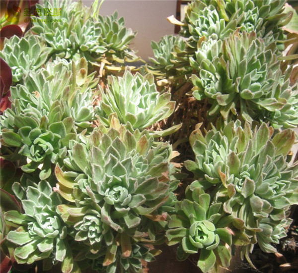 冰绒 Aeonium Ballerina