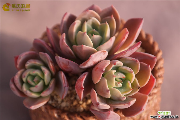 蓝王子 Echeveria Blue prince