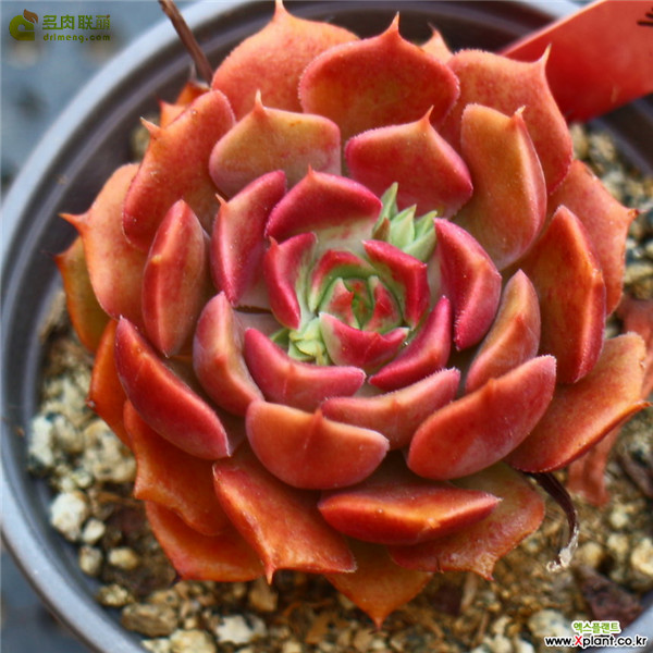 棕玫瑰 Echeveria Brown Rose