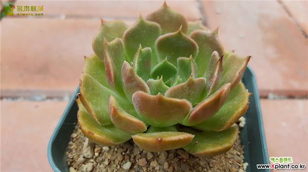 棕玫瑰 Echeveria Brown Rose