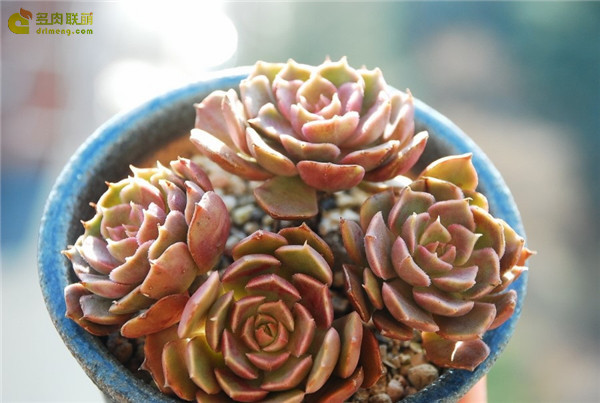 棕玫瑰 Echeveria Brown Rose